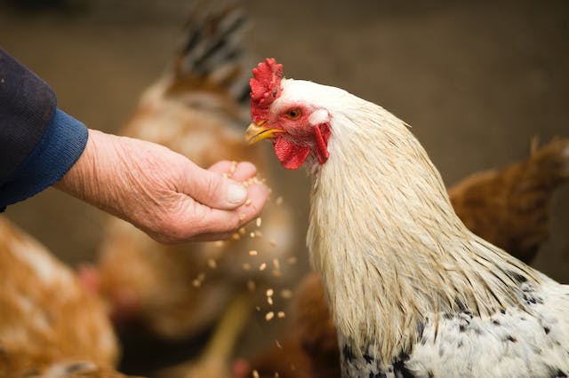 Nutrisi Eksperimental pada Spesies Manusia dan Hewan